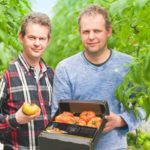 Van den Belt installeert systeem voor Het Nieuwe Telen op 7 ha belichte tomaat