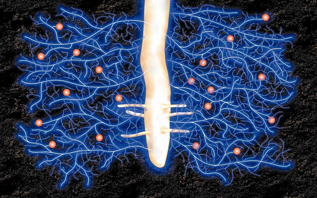 Planten en bodemschimmels profiteren van samenwerking