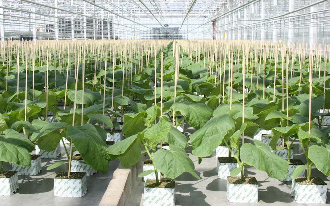 Schoon starten kan alleen met goed hygiëneprotocol