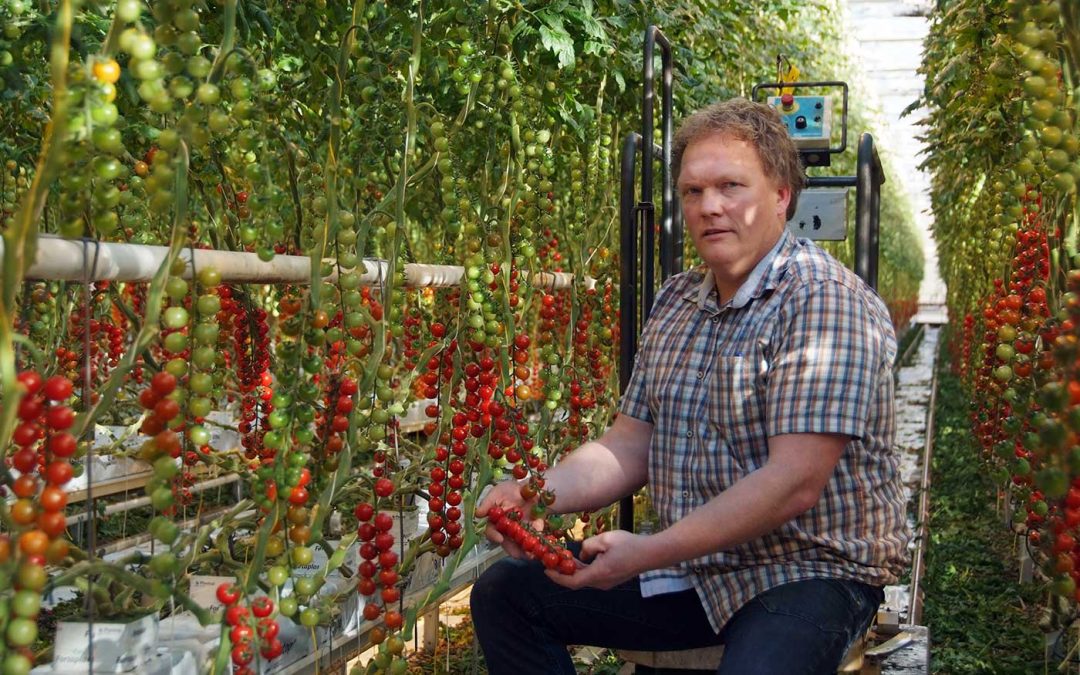 “Tien jaar geleden al gaan bouwen aan afzet niche-tomaten”
