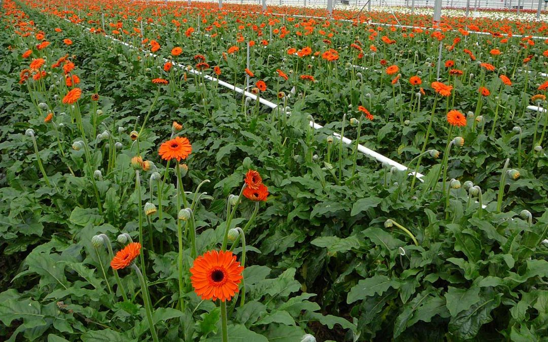 Positieve ervaringen met verlenging kortere daglengte