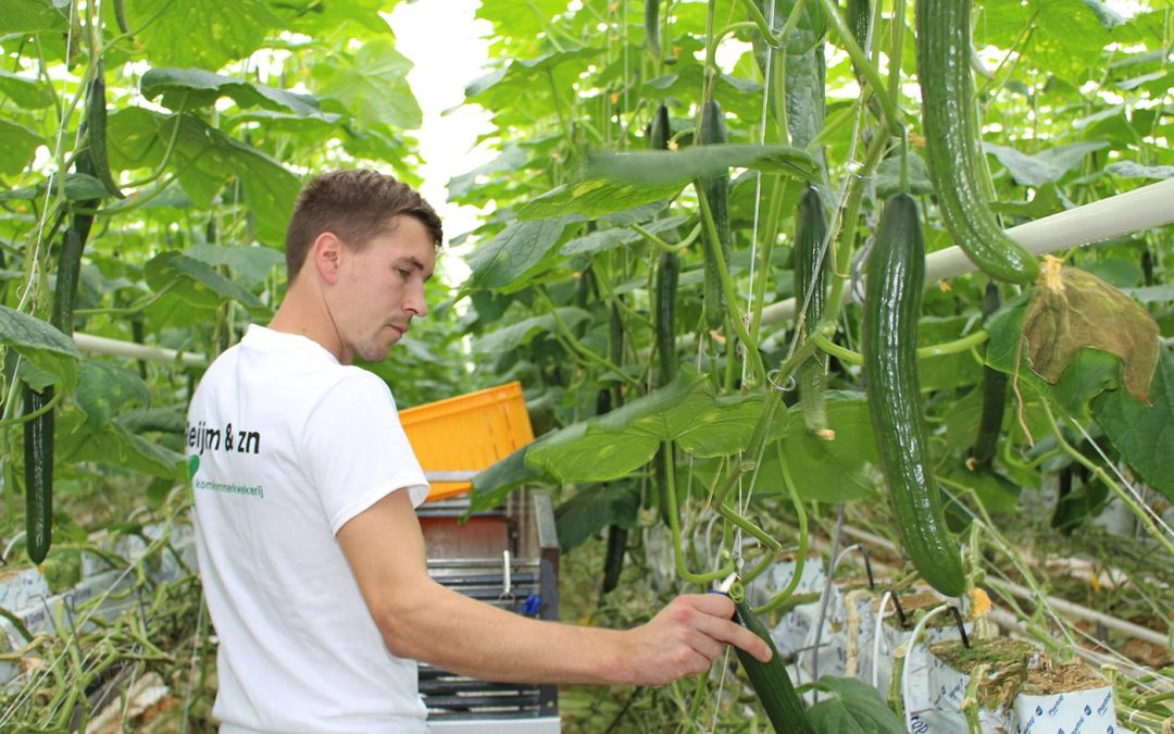 Ongelijk speelveld voor Nederlandse telers in PlanetProof