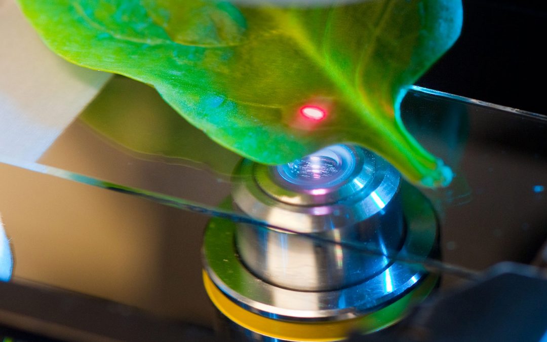 Revolutie in veredeling: nieuwe opties voor betere fotosynthese