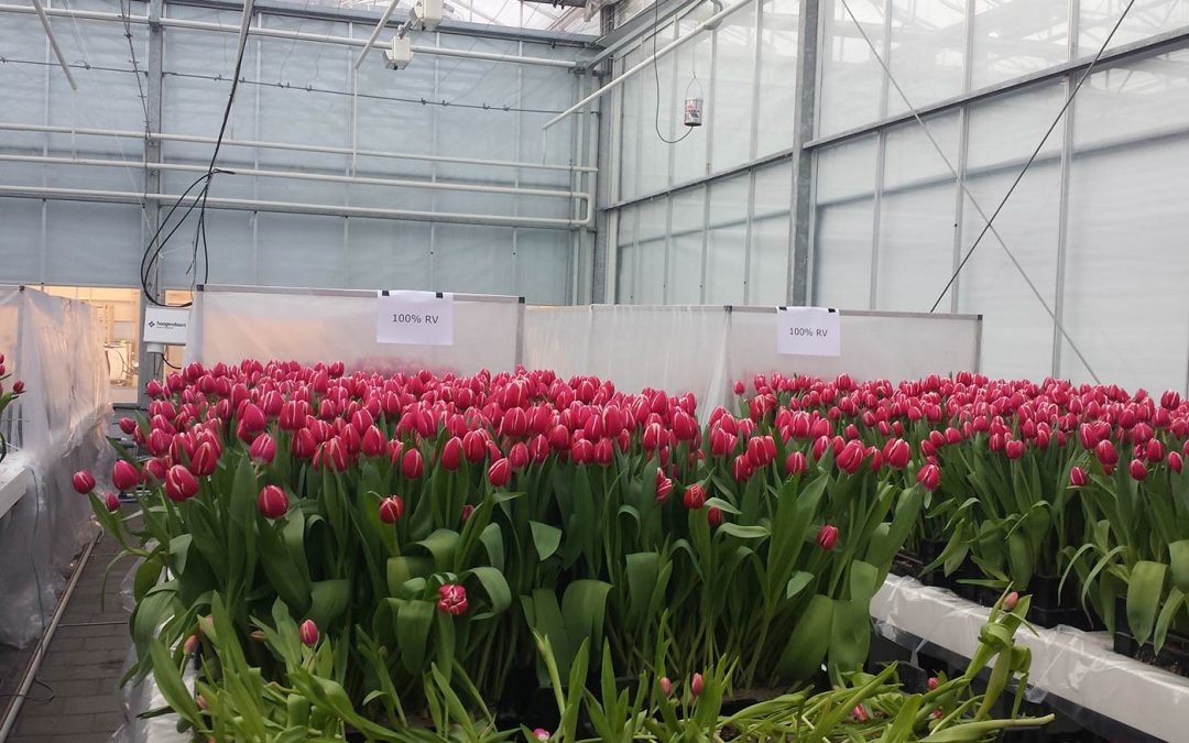 Minimale verdamping tulpenbroei bespaart fors op energie