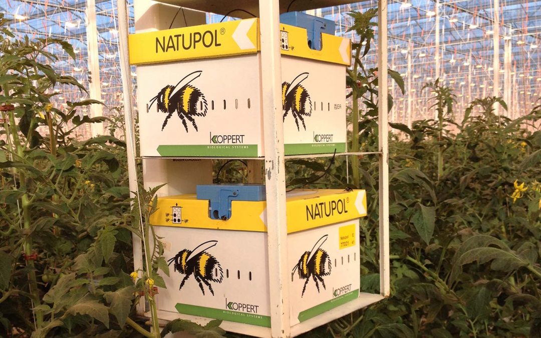 ‘Schermdoek paar uur open om hommels in actie te brengen’