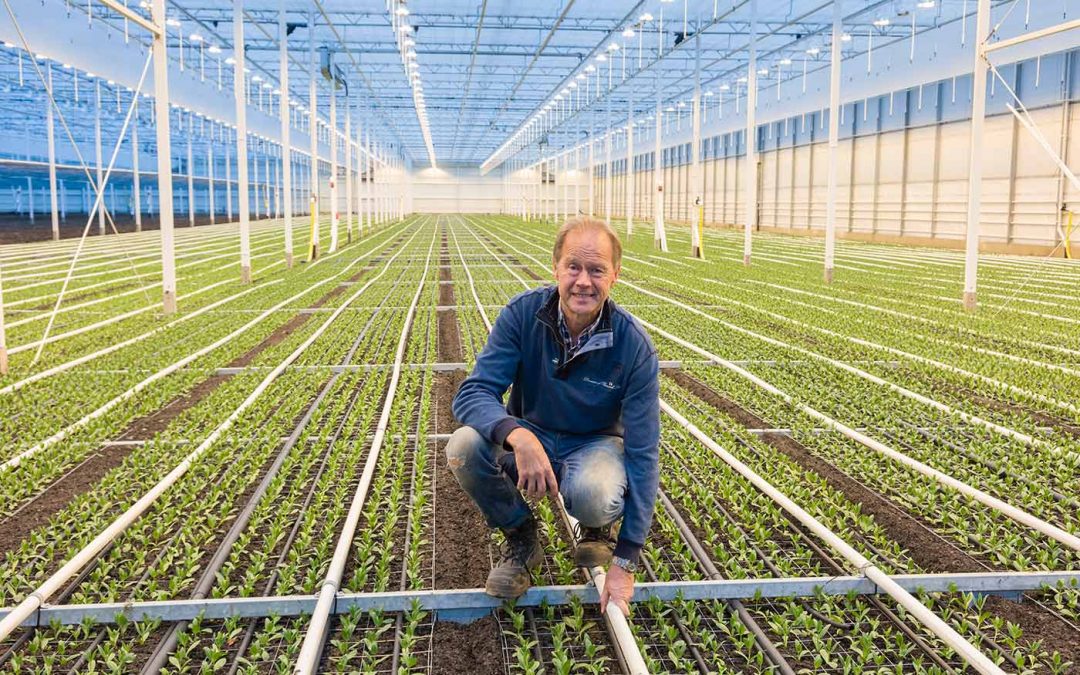 Nieuwe kas met bijzondere padconstructie en bloementunnel