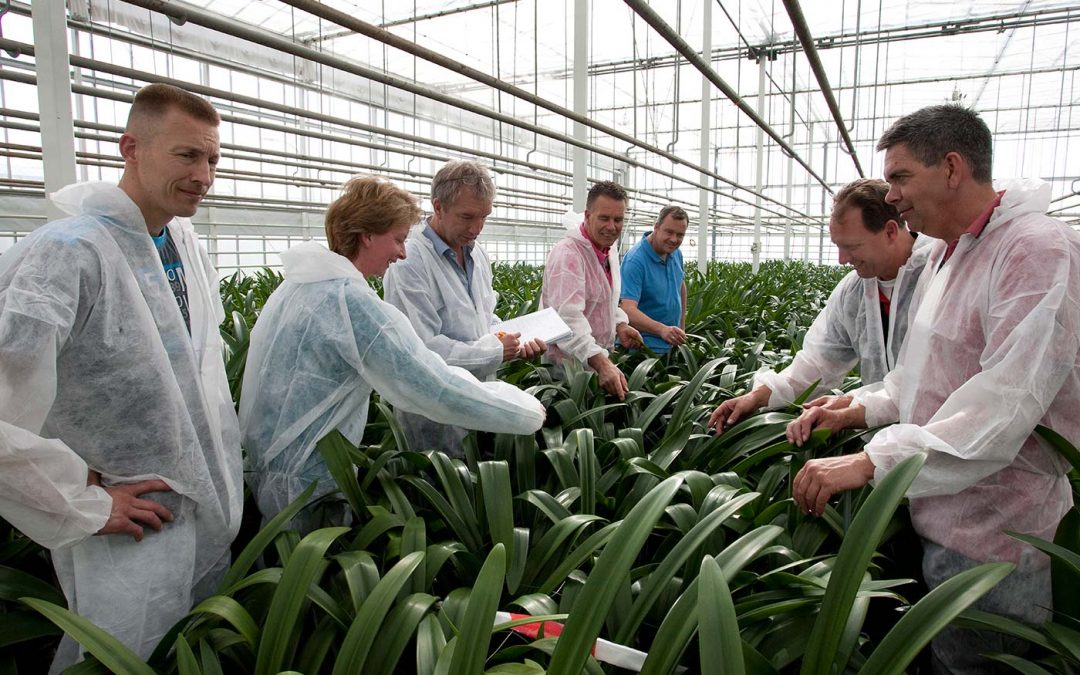 Unieke samenwerking amaryllistelers verzekert voortgang onderzoek