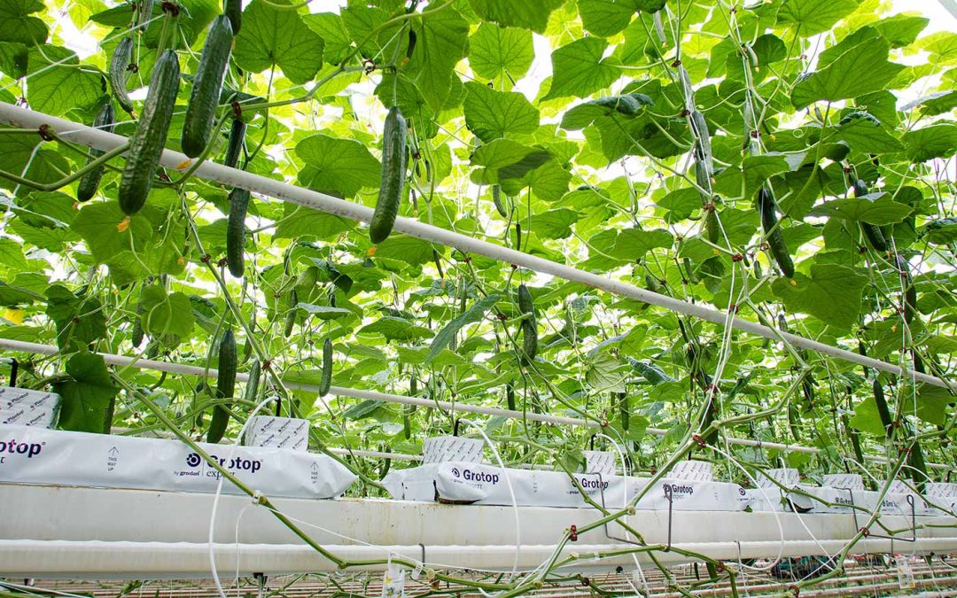 Blad weghalen in de kop gelijktijdig met het dunnen