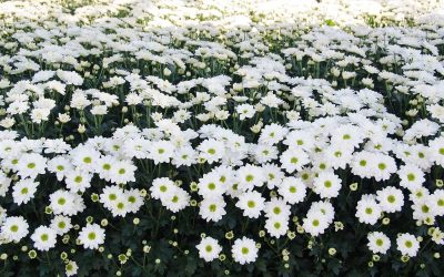 Nieuw wapen in strijd tegen trips in chrysant