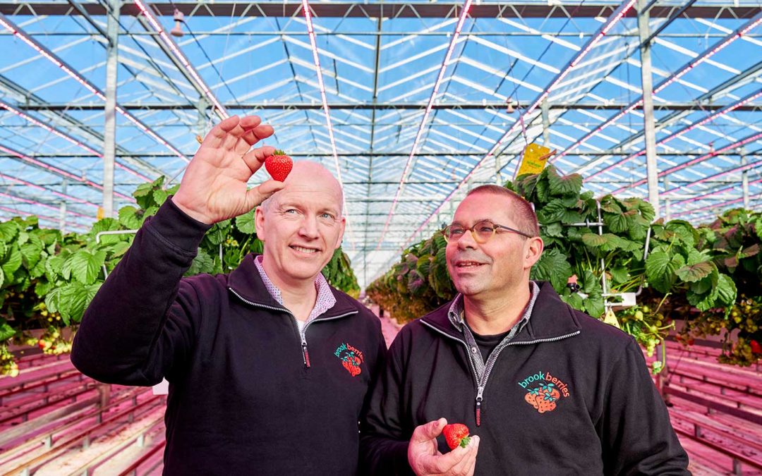 Belichting brengt aardbei jaarrond in winkelschap