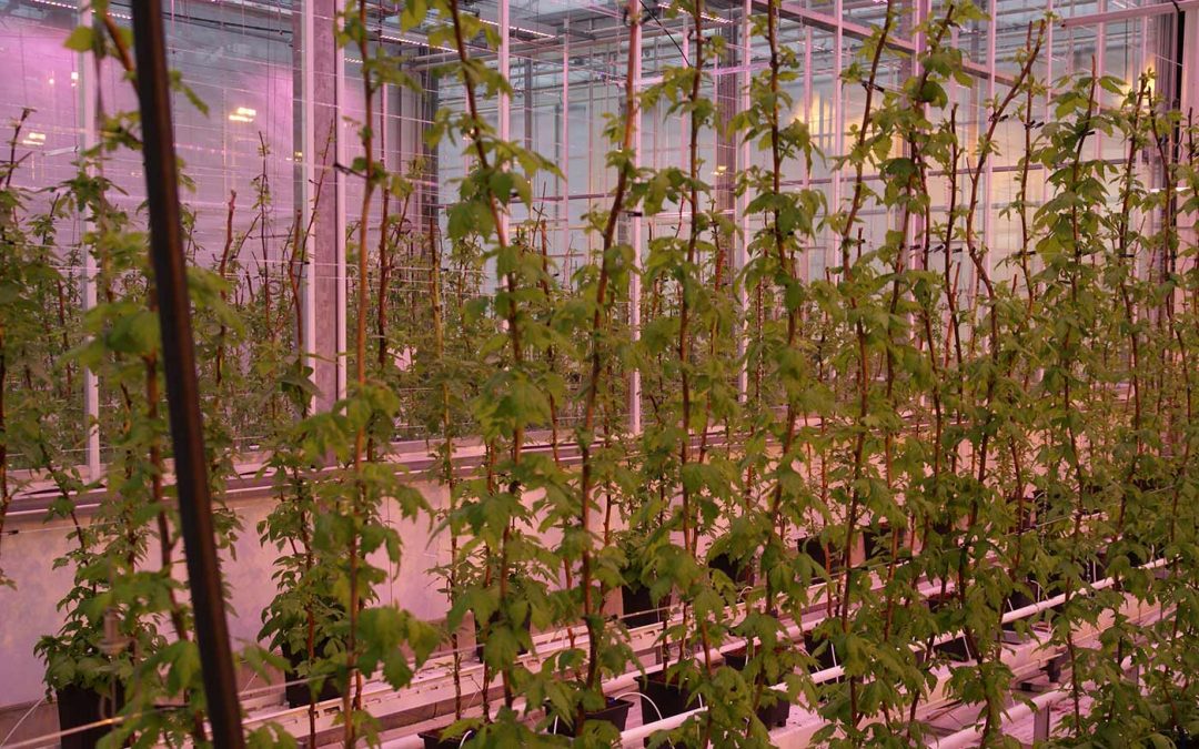 CO2 en belichting bij framboos in de winter