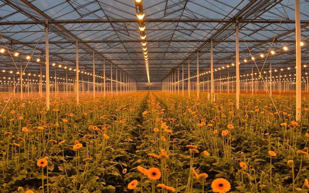 ‘Voorjaarsvoeding gerbera vraagt om spelen met elementen’