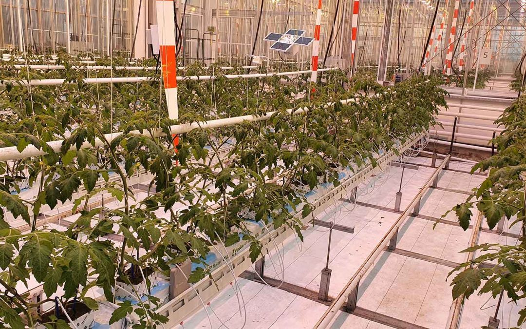 In ‘zelftelende’ kas is nog veel handwerk nodig