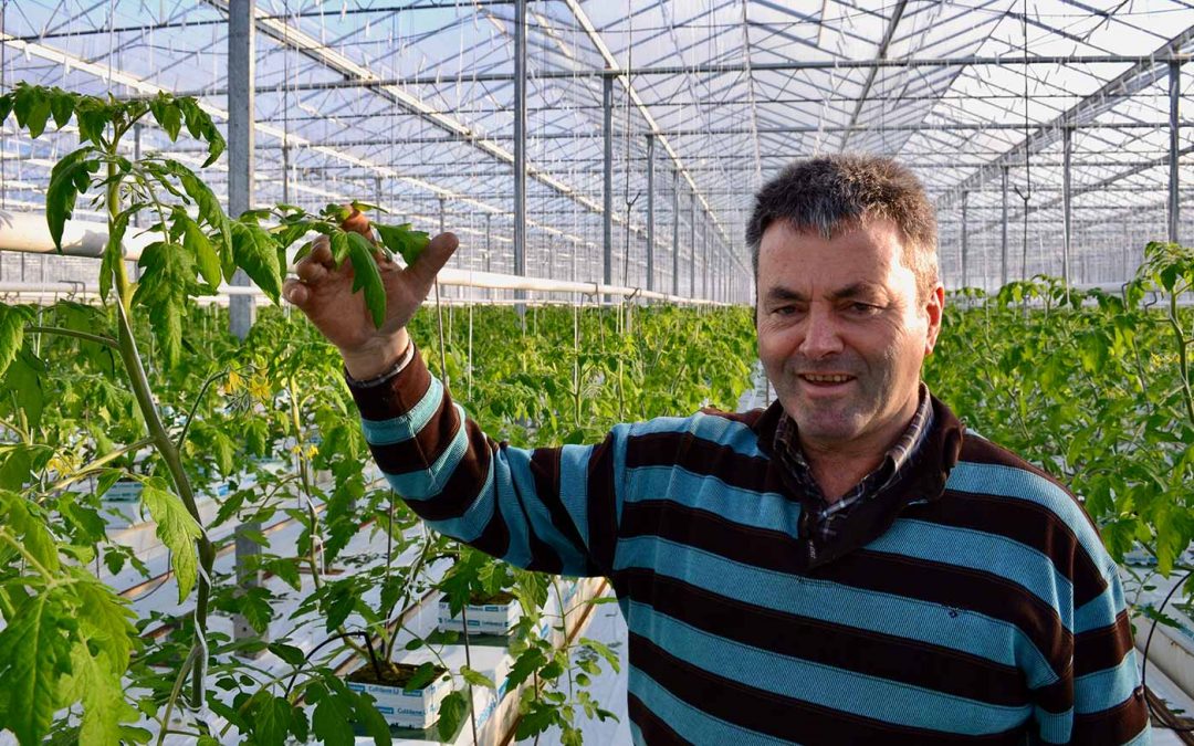 Verkassen naar Friesland brengt tomatenteler eindeloze groei