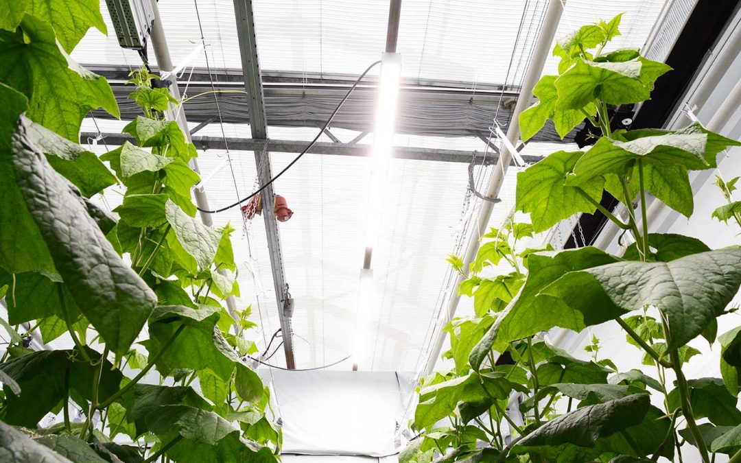 Wit licht geeft hogere productie bij tomaat en komkommer