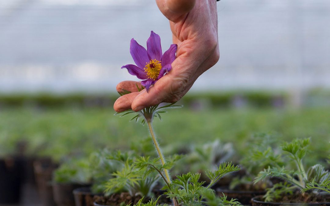 ‘Binnen tuinbouw is veel behoefte aan mentale ondersteuning’