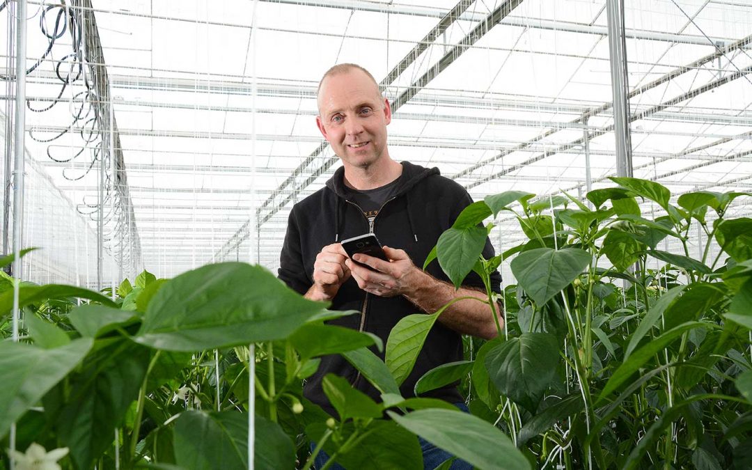 Sterk gewas door combi kokos en beheerst watergeven