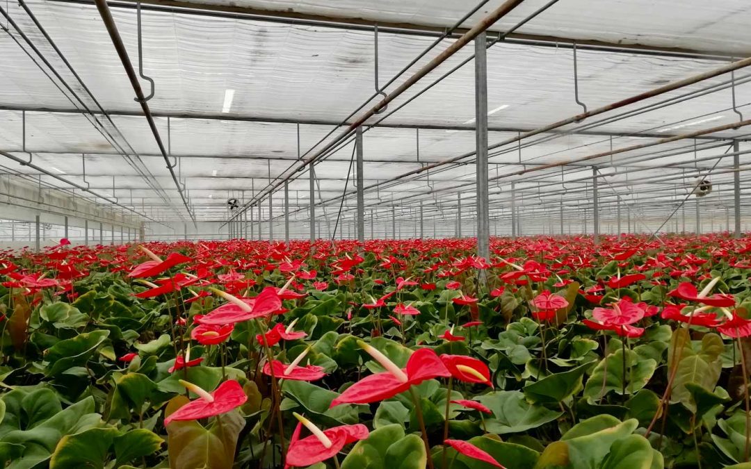 ‘Op tijd schermen tegen uitbleken van jong anthuriumblad’