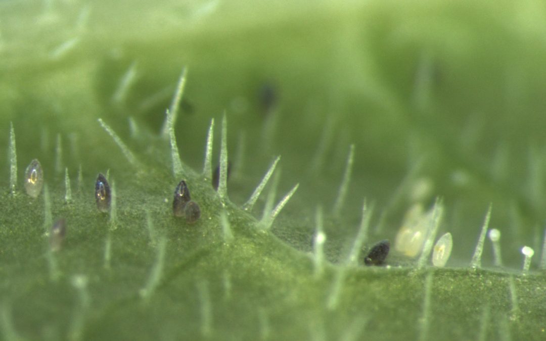 Plaaginsecten en eitjes tellen met deep-learning beeldanalyse