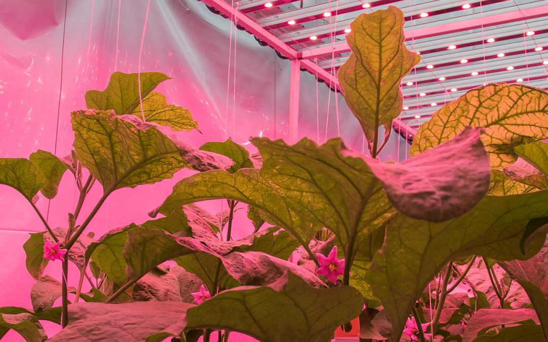 LED-kleur heeft invloed op insecten en plantweerbaarheid