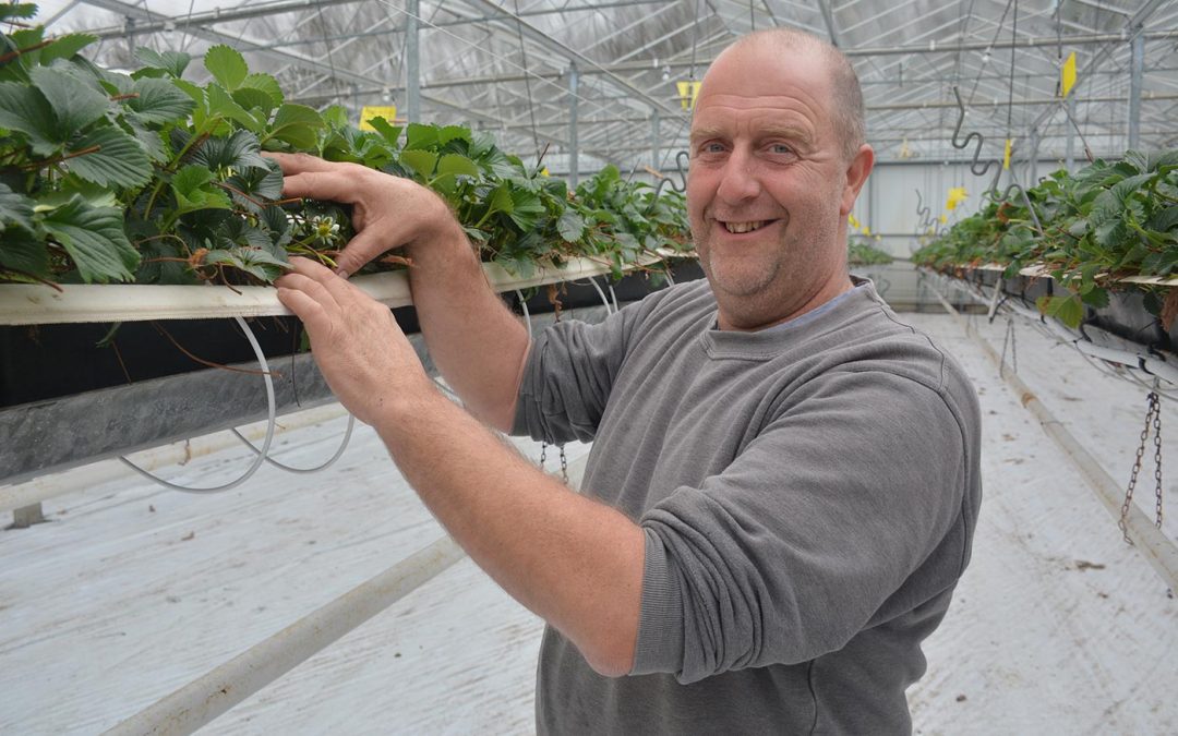 Sterke groei aardbeienteelt vraagt ander ras en teeltstrategie