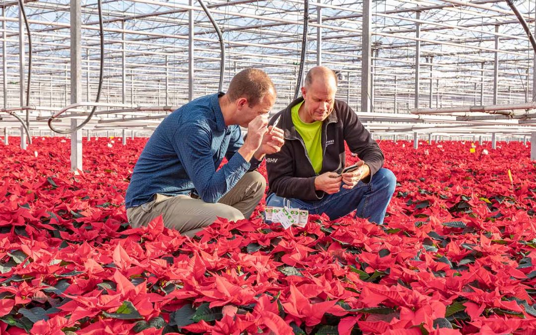 ‘Combinatie geeft beste resultaat bestrijding trips en wittevlieg’