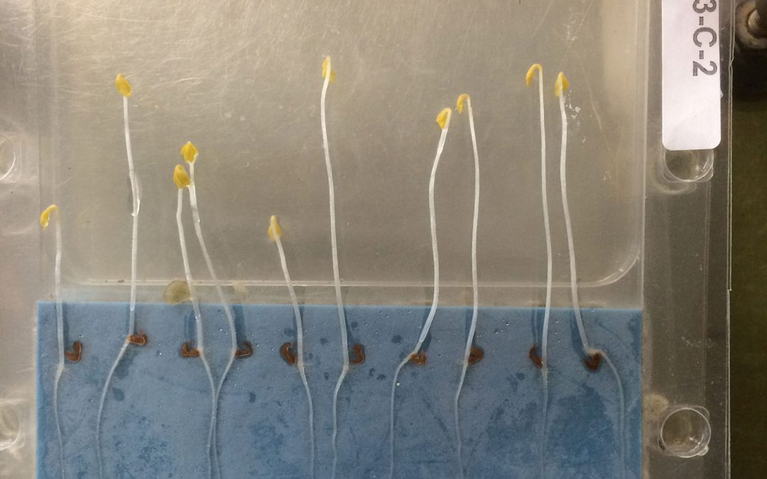 Invloed reinigingsmiddelen op waterkwaliteit emissieloze teelt