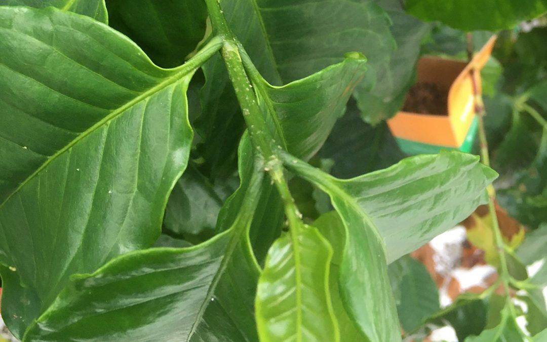 Is koffie uit de kas lekkerder?