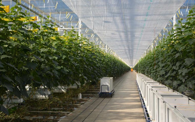 4- Dion van Mullekom AL