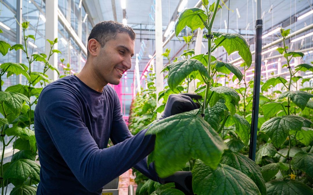 ‘Wit’ licht geeft 6 tot 9% hogere productie bij komkommer
