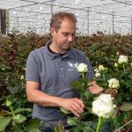 Arend Roses gaat voor duurzame meeldauwbestrijding