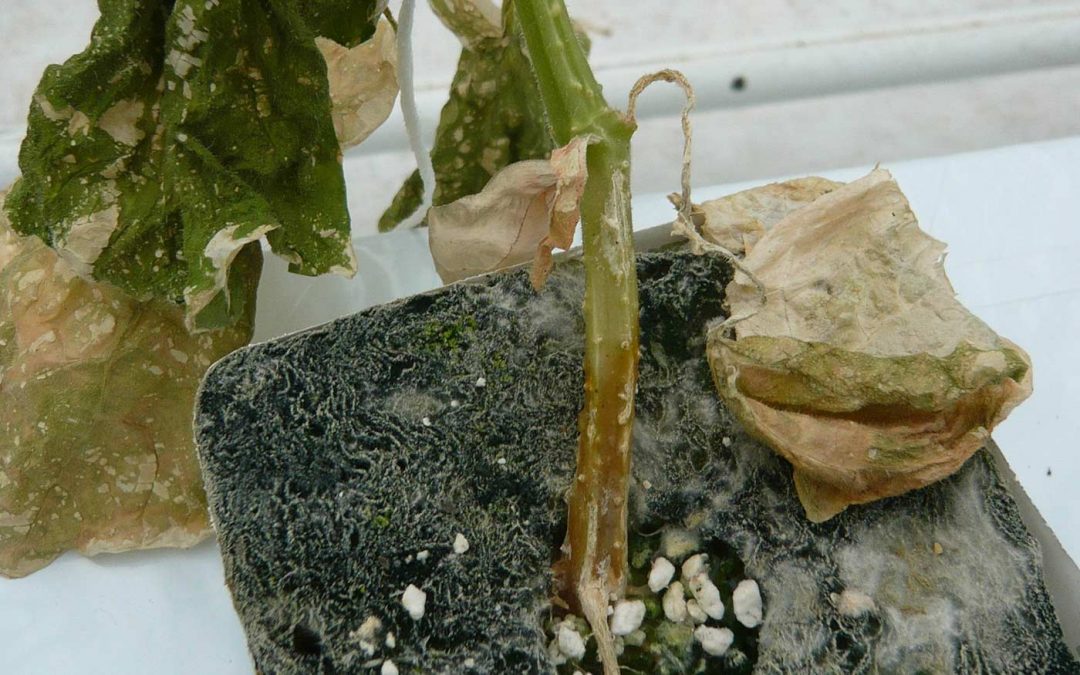 Roel Hanssen: ‘Zet nu vol in op pythiumpreventie’