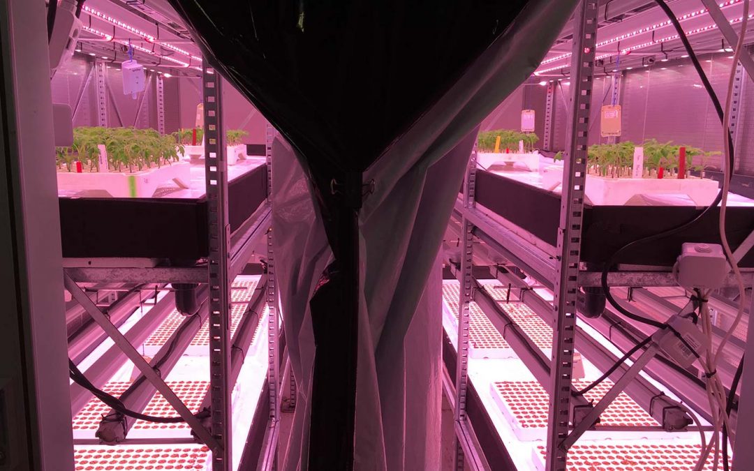Daglichtloos telen: hoe flexibel kan een plant zijn?