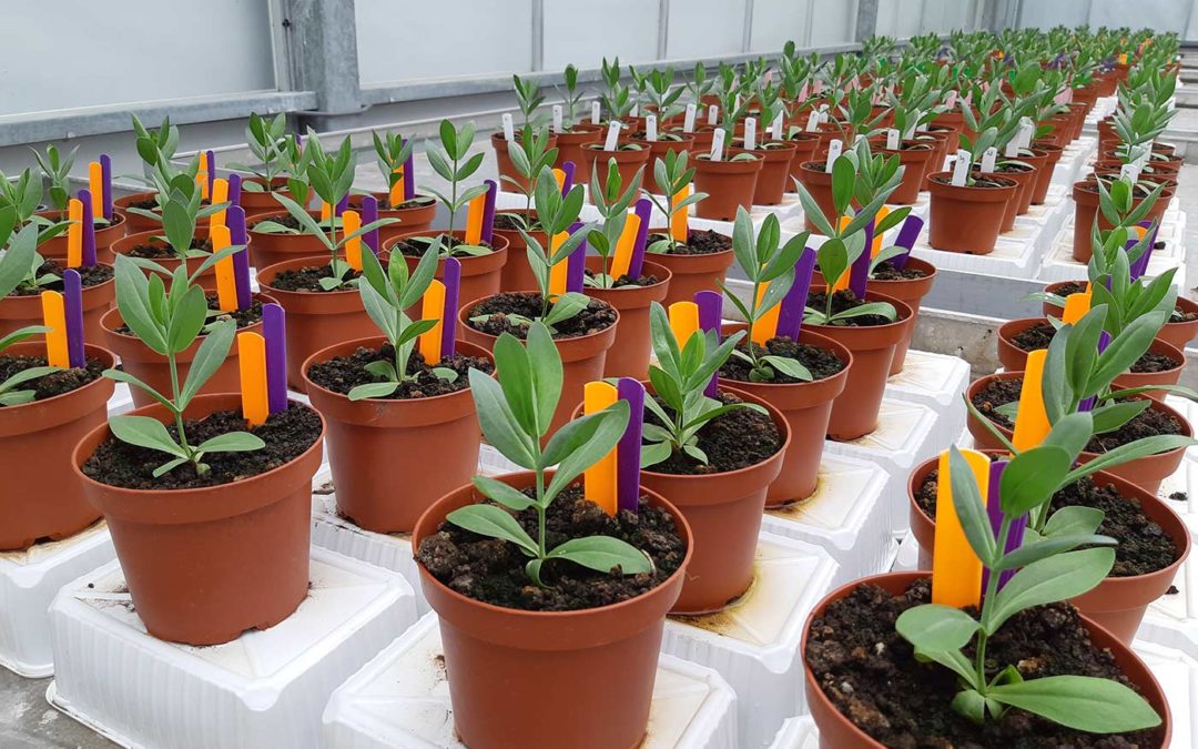 Onderzoek naar biorationals tegen Fusarium