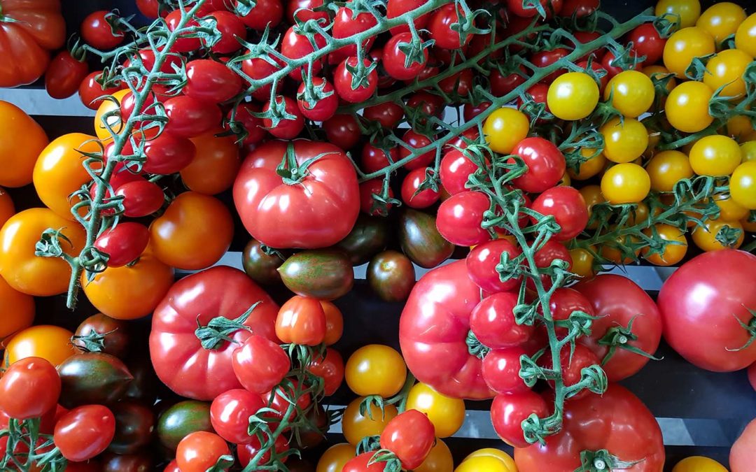 Nieuw EU-project moet kwaliteit van tomatenrassen vergroten 