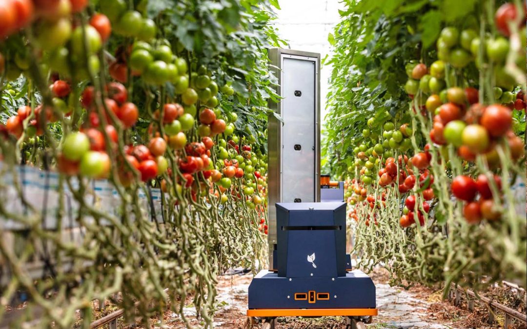 Robot maakt prognose van aantal tomaten, grootte en rijpheid