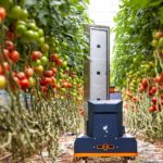Robot maakt prognose van aantal tomaten, grootte en rijpheid