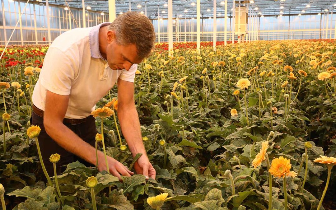 ‘Volop perspectief voor Serenade in gerbera’