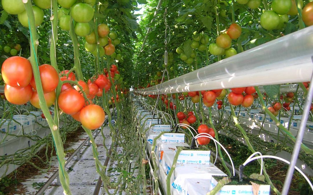 Subsidie SDE++ nog niet ideaal voor glastuinbouw