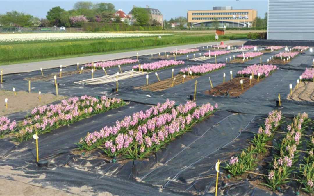 Project Bollencoaster: ziektevrij plantgoed telen in schone grond