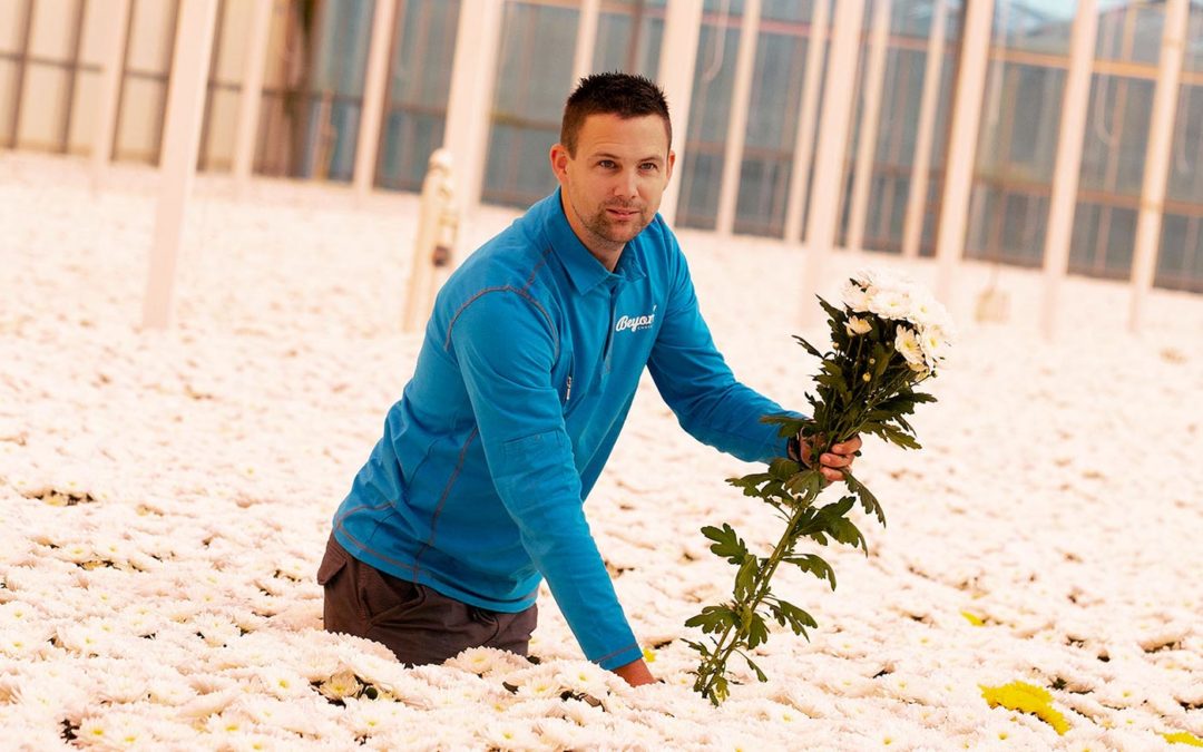 ‘Hybride belichting geeft ons jaarrond een hoge productie’