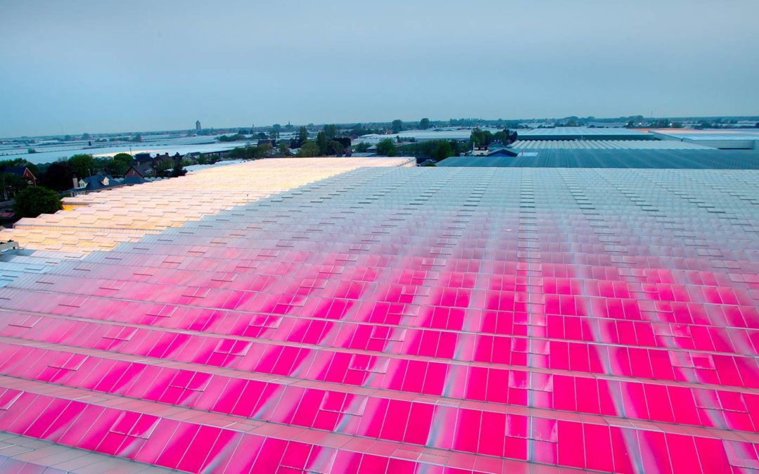 ‘Ik verwacht een run op aanschaf van LED in de kas’