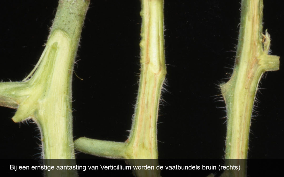 Vatbaarheid voor ziekten blijkt ook gebaseerd op genen