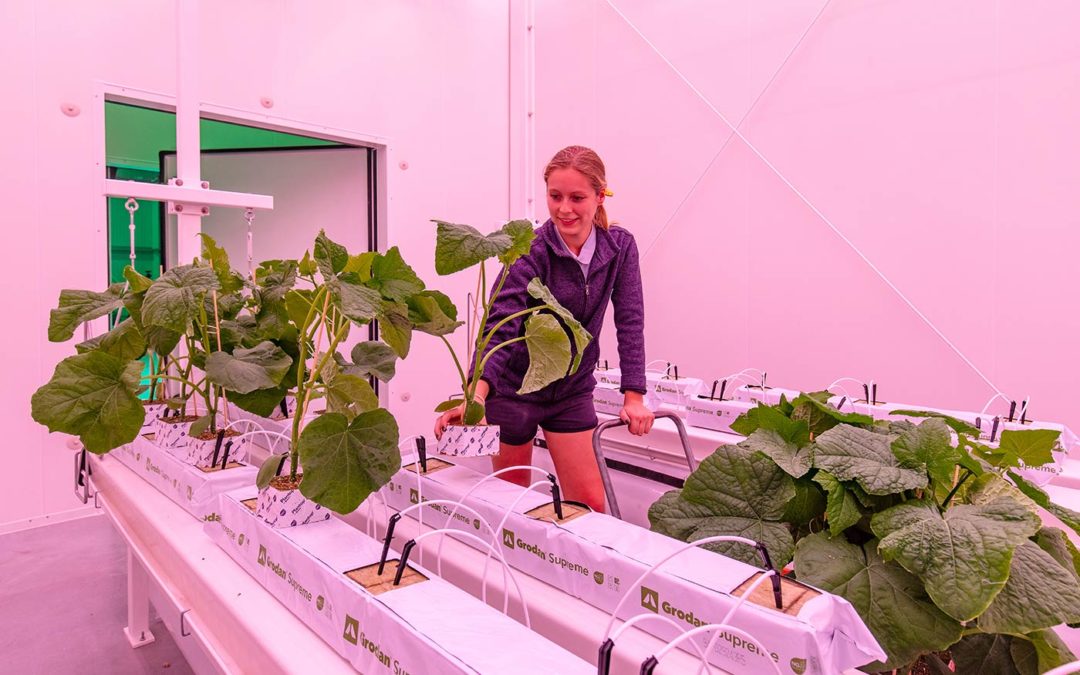 Onderzoek naar teelt komkommer in vertical farm WUR