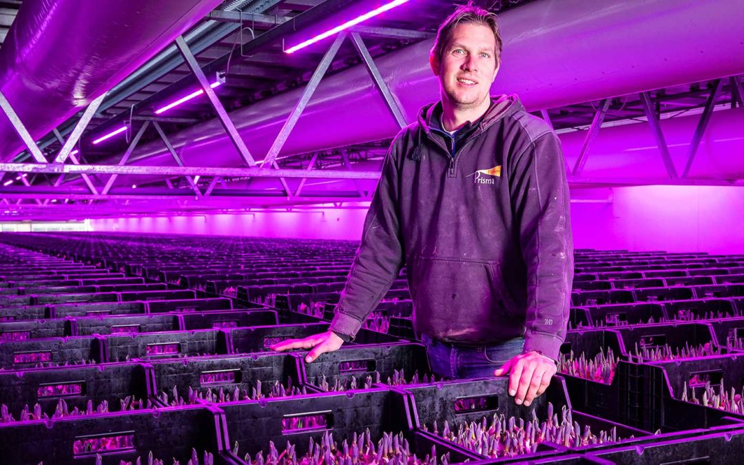 ‘Tulp is een koudeminnend gewas, dus daar hoort koud licht bij’