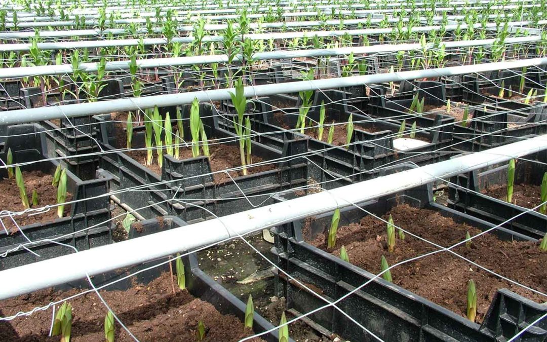 Kokos domineert in kistenbroei lelies, veen raakt uit beeld