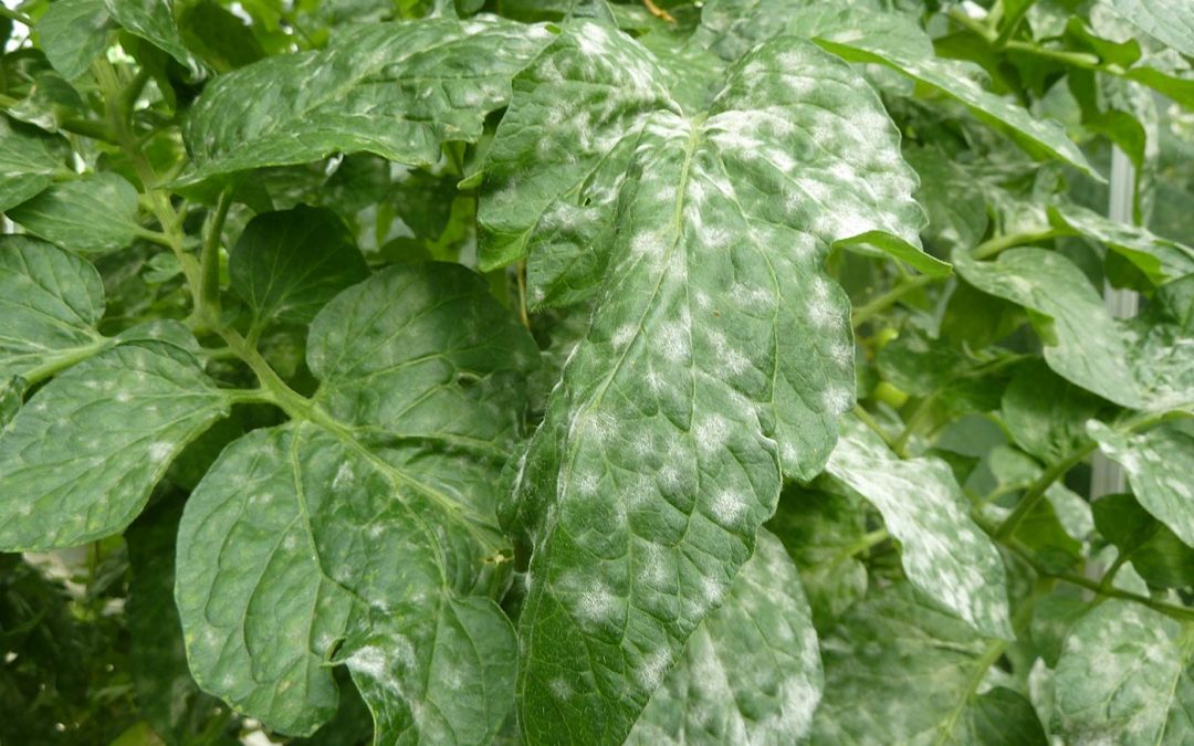 Joop de Hoog: ‘We zien mooie proefresultaten tegen meeldauw’