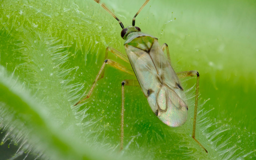 Bestrijding Nesidiocoris is grootste zorg in tomatenproef