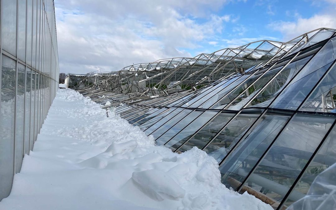 ‘Waardeloos, we zaten een halve week voor de eerste oogst’