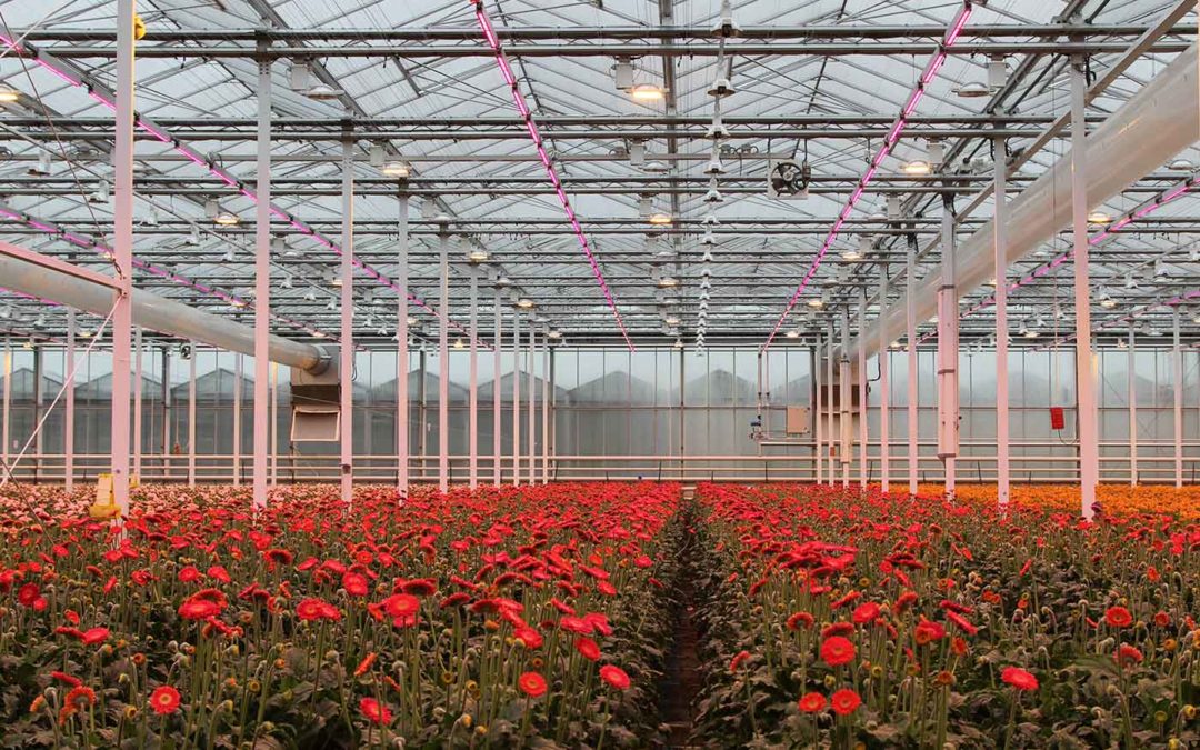 Tweede energiescherm nodig bij full LED-belichting gerbera